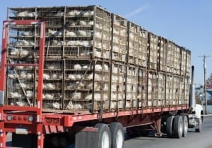 Chicken%20Truck
